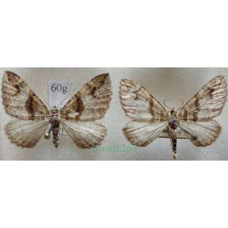 Pareulype berberata (Denis & Schiffermüller, 1775) pair Paśnik berberysek Czech60g